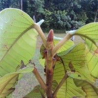 Dipterocarpus hispidus Thwaites